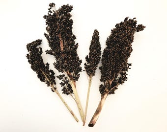 Black Sorghum Stems: Hamster Enrichment Forage, Gerbil Treats (100g)