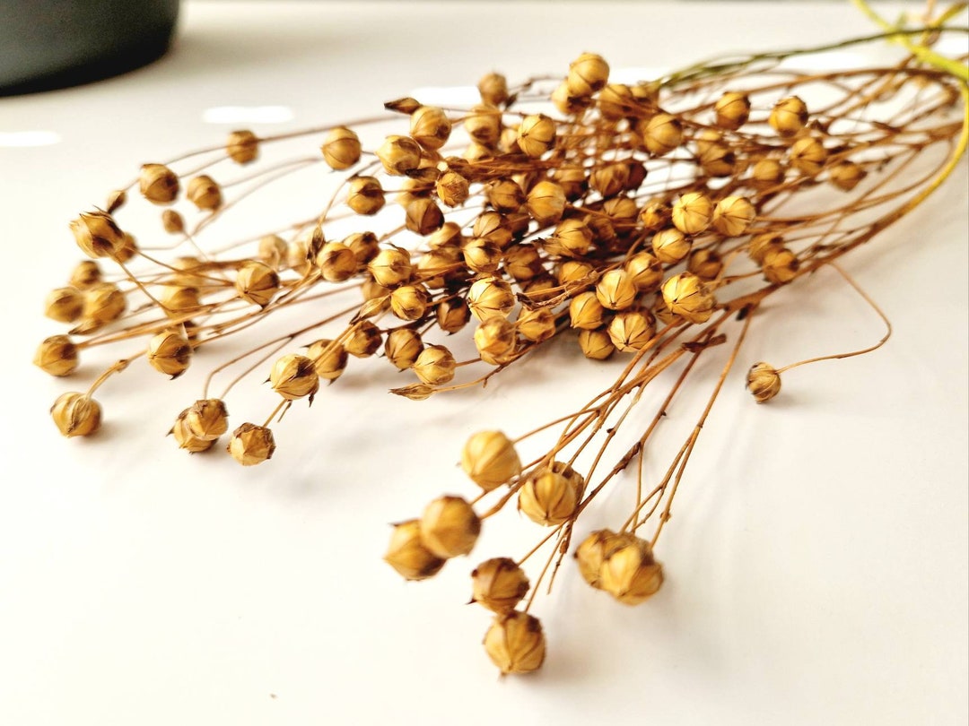 Flax Spray Hamsters, Hamster Sprays, Flax Stem, Hamster Enrichment