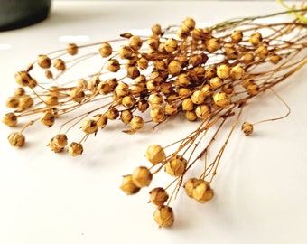 Quality Flax Sprays, for hamster, gerbil, mouse, forage, enrichment, safe plants for rodents