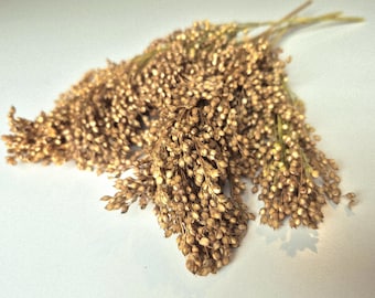 Panicle Millet Spray: Natural Hamster Sprays, Forage & Enrichment (40g)