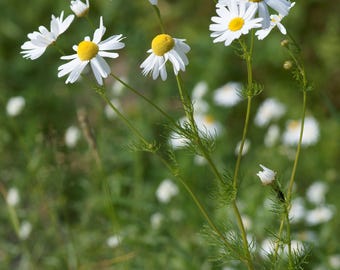 All Natural Whipped Chamomile Tallow Balm
