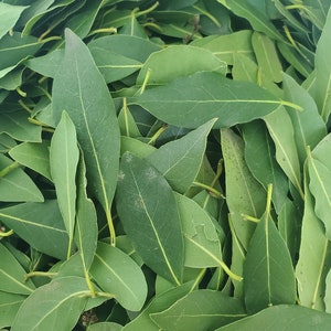 Fresh or Dried Organic Bay Leaves