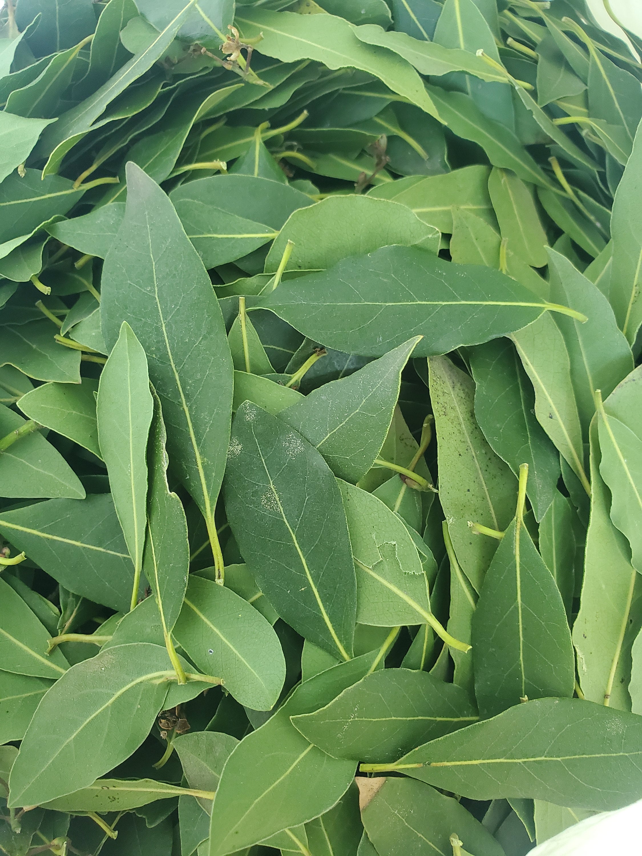 Fresh or Dried Organic Bay Leaves Etsy