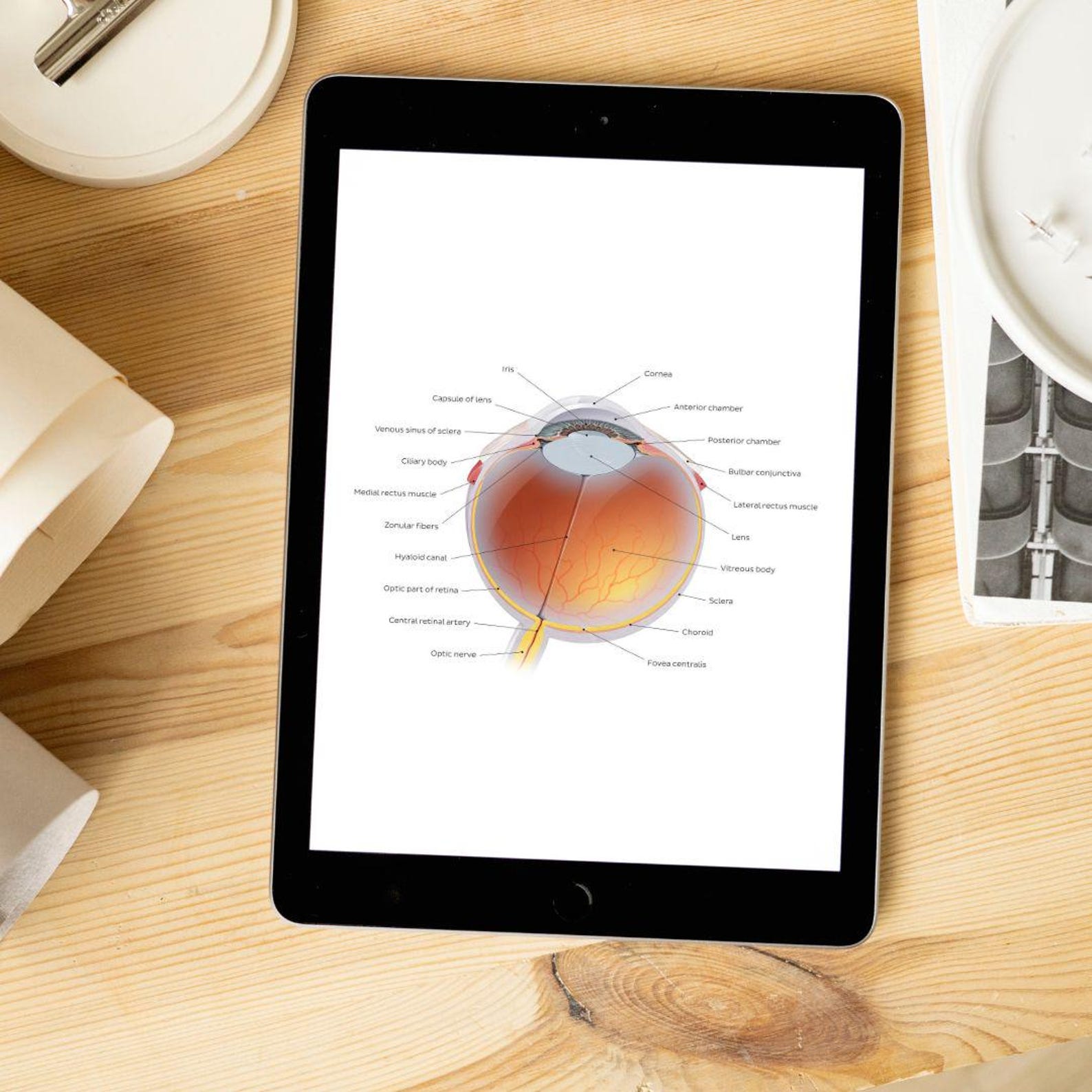 Eyeball Anatomy Printable PDF Labeled & Blank Diagram of Human Eye ...