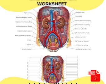 Urinary System Anatomy Worksheet PDF Printable Kidney, Bladder, Ureter Diagram Labeled & Unlabeled Medical education for Students and Nurses
