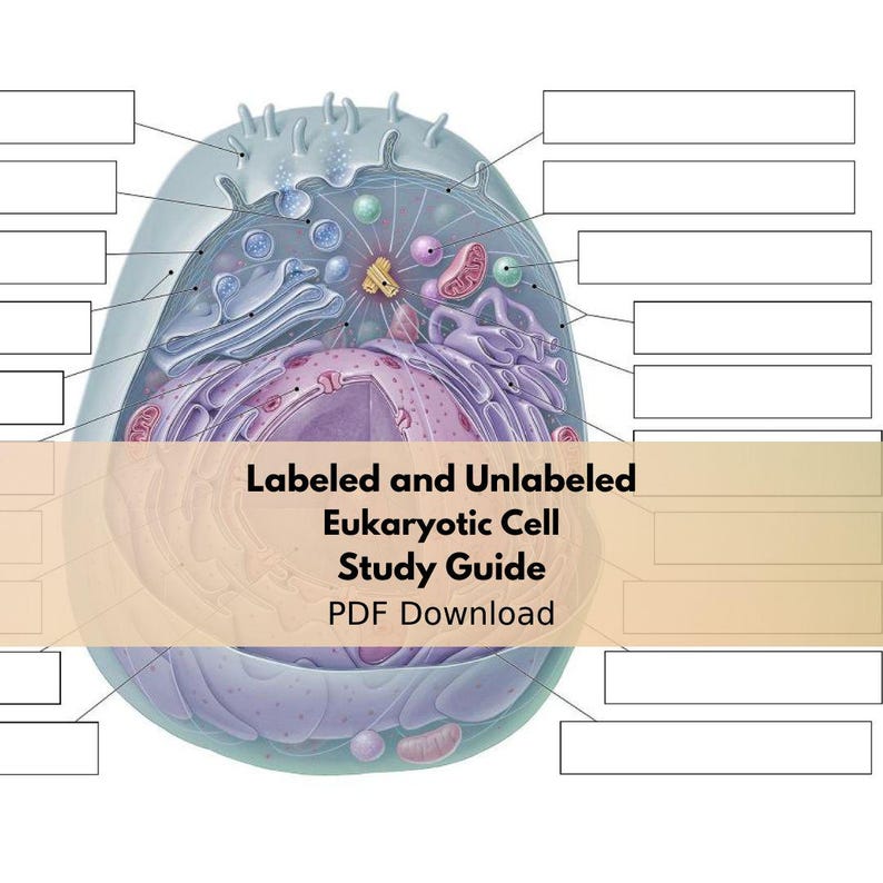 Eukaryotic Cell Diagram Printable Study Guide PDF Labeled & Unlabeled