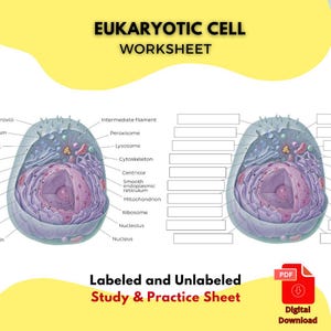 Eukaryotische celdiagram Afdrukbare studiegids PDF Gelabelde en ongelabelde biologie werkblad voor medische en wetenschappelijke leergrafiek
