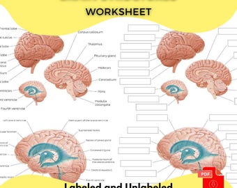 Structures of the Human BRAIN Worksheet Printable PDF Study Guide Labeled & Unlabeled Brain Diagram Neuroscience and Anatomy Learning Chart