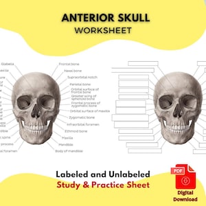 ANTERIOR SKULL Diagram Printable Study Guide PDF Labeled & Unlabeled Human Skull Worksheet for Anatomy, Physiology and Medical courses