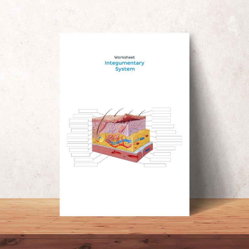 Human Skin and Structures Chart INTEGUMENTARY System Anatomy Worksheet ...