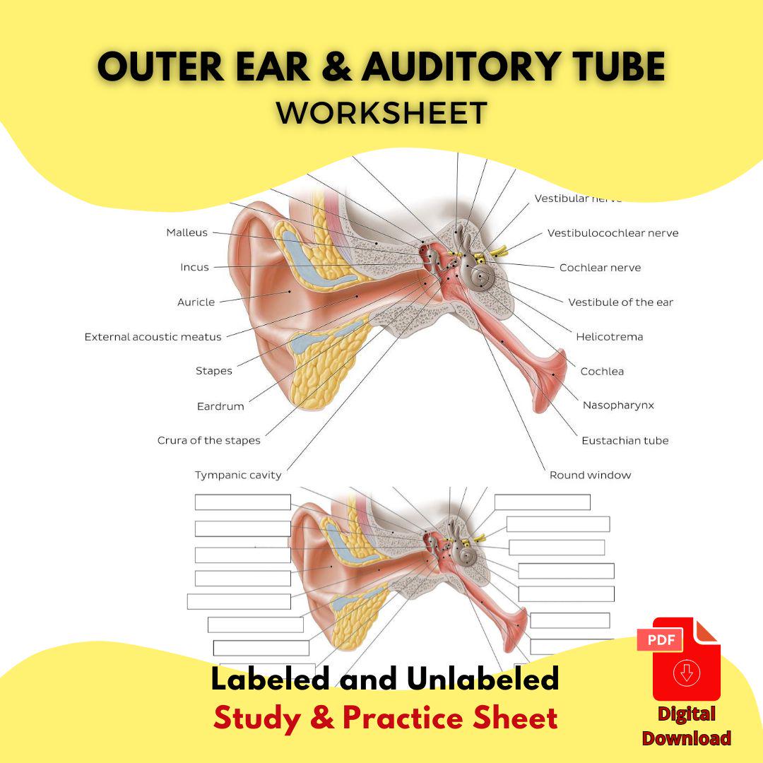 External Ear and Auditory Tube Anatomy Worksheet Printable PDF Labeled ...