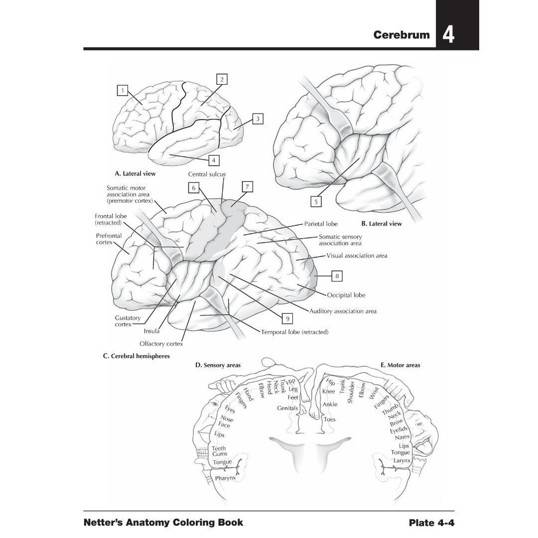 Anatomy Coloring Book 2nd Edition PDF Human Anatomy Study Guide for ...