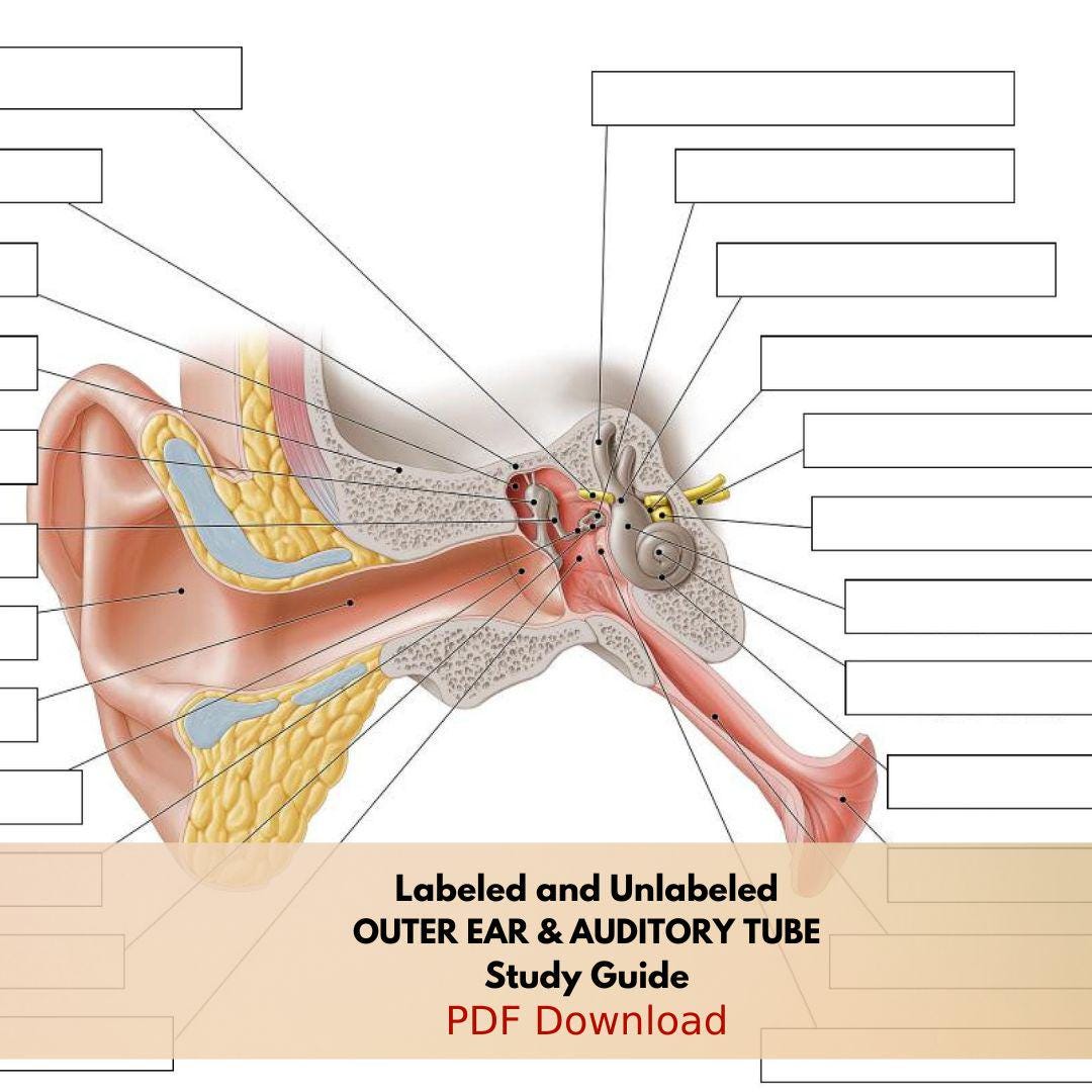 External Ear and Auditory Tube Anatomy Worksheet Printable PDF Labeled ...