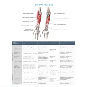 Upper Limb Muscle Chart Ebook Printable PDF Study Guide Shoulder, Arm ...
