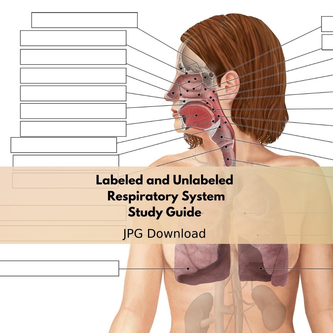 Printable Human RESPIRATORY SYSTEM Anatomy Chart Labeled & Unlabeled