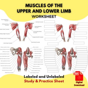 Fiche d'exercices d'anatomie des muscles des membres supérieurs et inférieurs (PDF) - Guide d'étude imprimable (avec ou sans étiquette) pour les étudiants en médecine et en physiothérapie