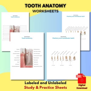 Dental Anatomy Worksheet PDF Labeled & Unlabeled Tooth Structure, Maxillary and Mandibular Teeth Chart Study Guide for Students or Assistant