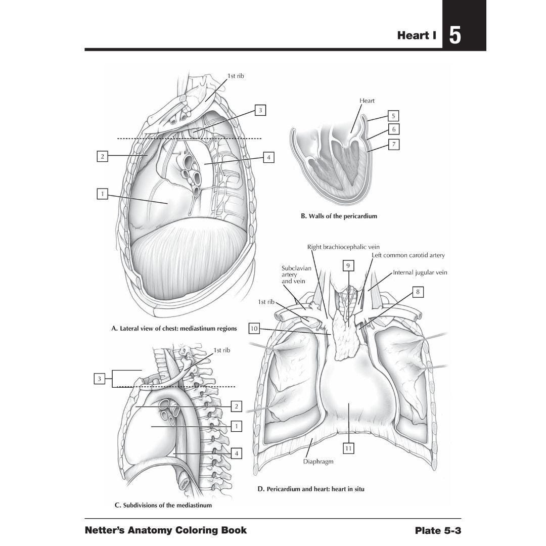 Anatomy Coloring Book 2nd Edition PDF Human Anatomy Study Guide for ...