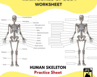 Printable HUMAN SKELETON Worksheet Main Bones of the Body Study Guide, High Quality JPG file Anatomy Practice Sheet Labeled & Unlabeled