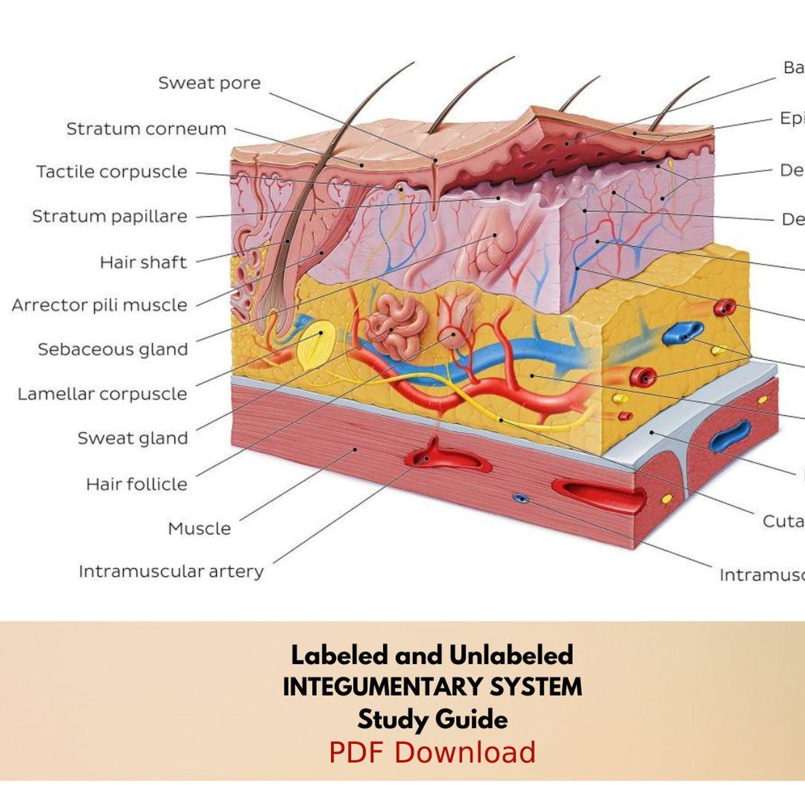 Human Skin and Structures Chart INTEGUMENTARY System Anatomy Worksheet ...