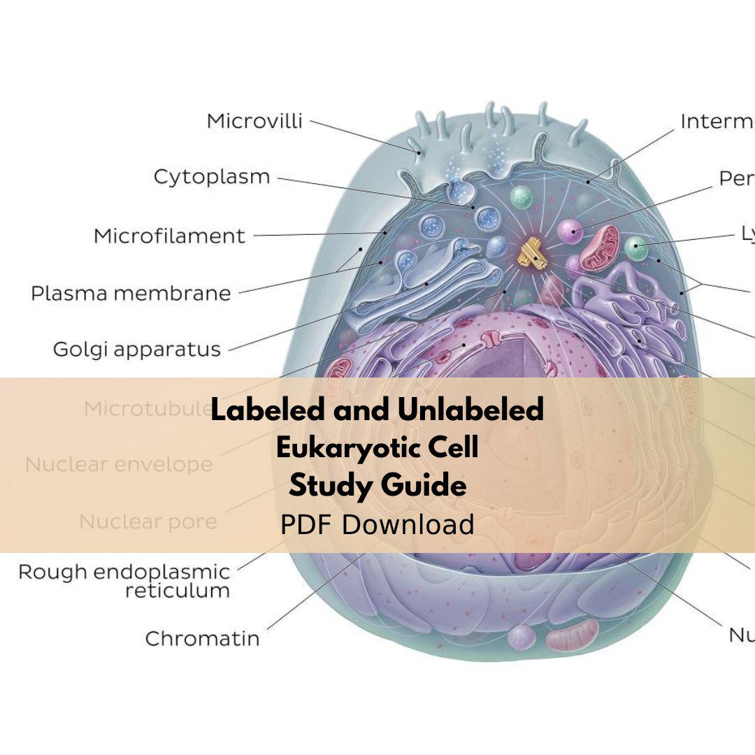 Cell Study Guid Eukaryotic Cell Labeled Quiz