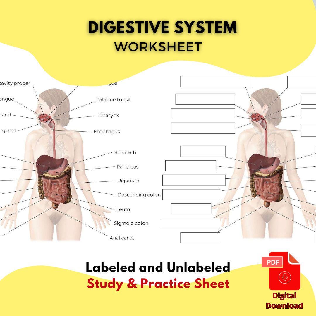 Digestive system printable - Etsy México, image size:1080x1080