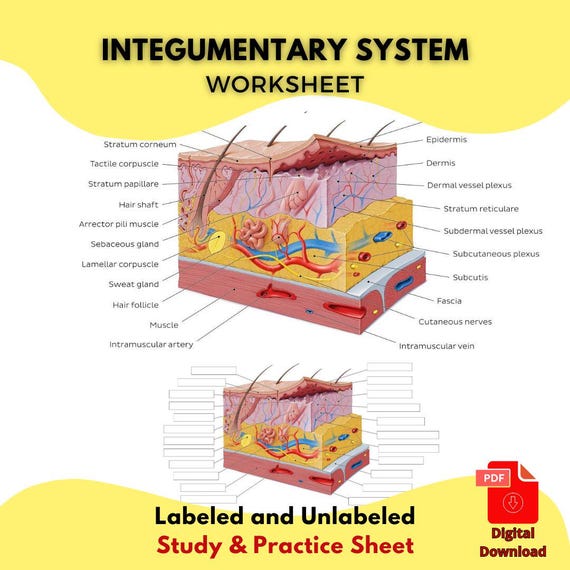 Integ System Skin Integumentary System Worksheets