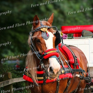 Horse and Carriage in NYC