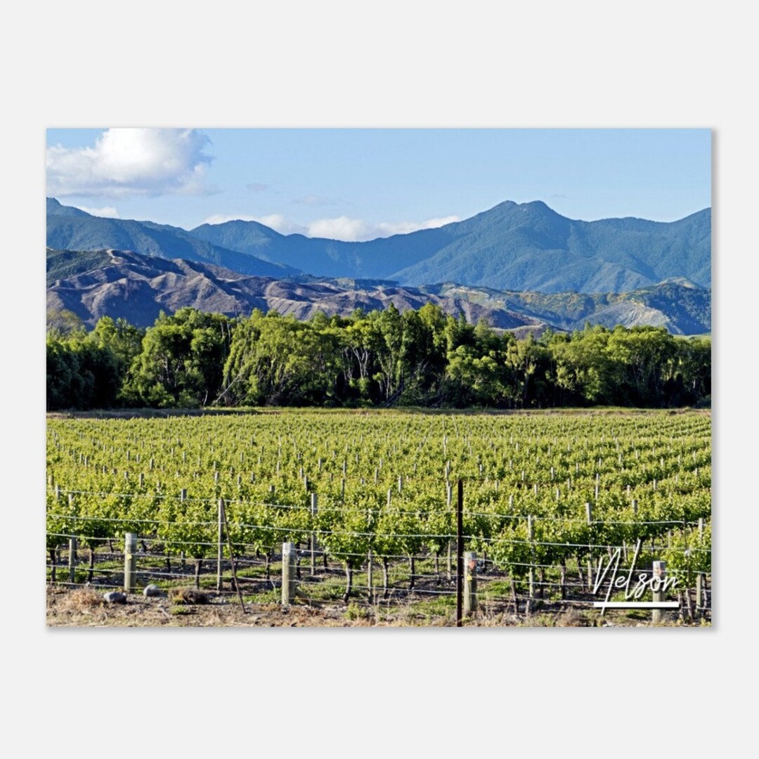 Nelson New Zealand Travel Poster Wall Art Nelson Vineyard Home Decor