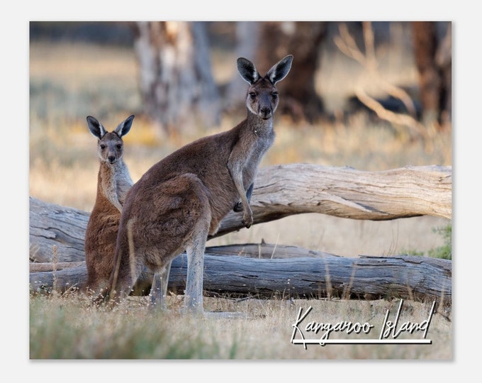 Kangaroo Island Australia Travel Poster Wall Art | Kangaroo Island Home Decor | Kangaroos On Grass Print | Kangaroo Horizontal Hanging Photo