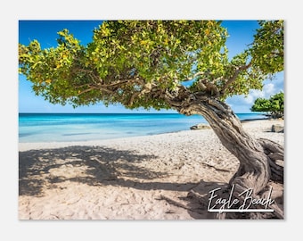 Eagle Beach Aruba Print | Divi Divi Tree Photo, Tropical Wall Art