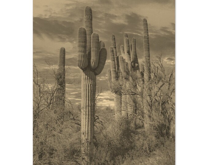 Vintage Sedona Arizona Travel Poster Print Wall Art | Retro Sedona Cactus Home Decor | Sedona Landscape Print Vertical | Sedona Sepia Photo