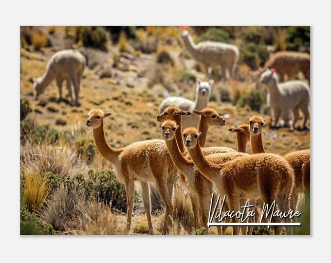 Vilacota Maure Peru Travel Poster Wall Art | Vilacota Maure Tacna Home Decor Digital Print | Vilacota Maure Animals Horizontal Photo Present
