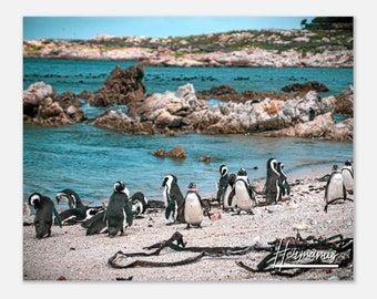 Hermanus Penguins Beach Photo: South Africa Travel Poster