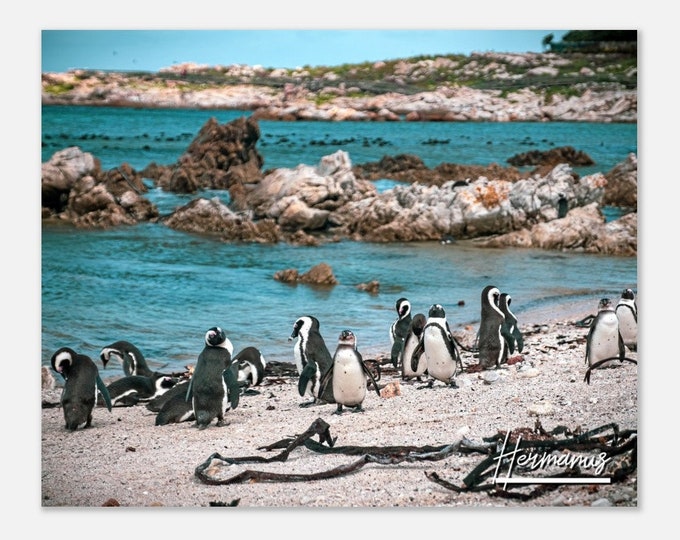 Hermanus South Africa Travel Poster Wall Art | Hermanus Beach Penguins Home Decor | Hermanus Penguins Print Horizontal | Hermanus Photo