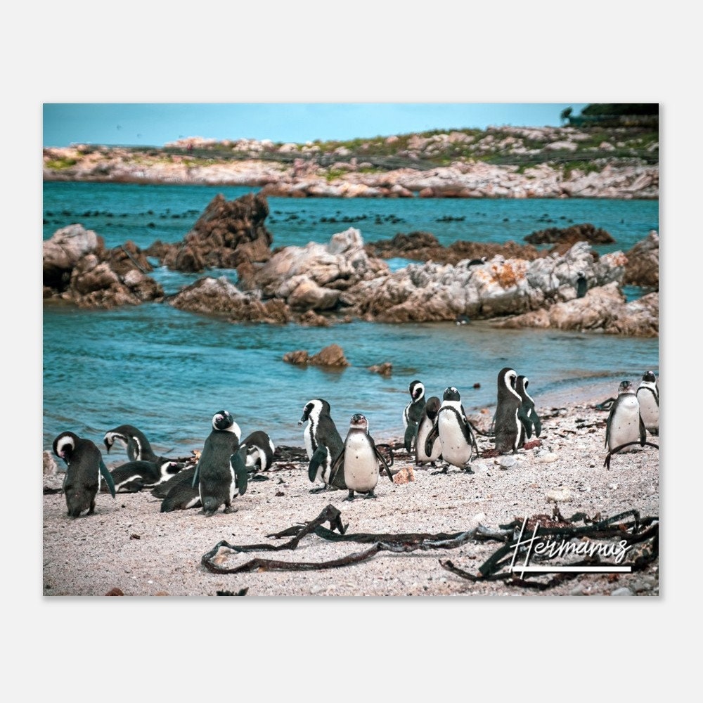 Hermanus Horizontal Hermanus Reise Pinguine Poster Beach Hermanus Print Foto Südafrika Pinguine Home Decor Wandkunst Hermanus