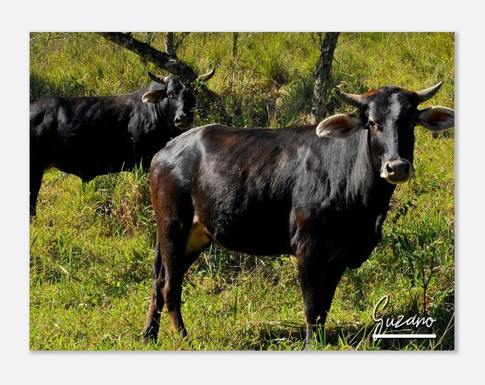 Suzano Brazil Travel Poster Wall Art | Suzano Home Decor | Suzano Cattle Grazing Farm in City Suzano Horizontal Print | Suzano Hanging Photo
