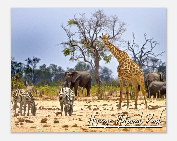 Hwange National Park Zimbabwe Poster Print Wall Art | Hwange National Park Home Decor | Hwange National Park | Hwange National Park Travel