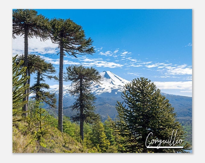 Conguillio National Park Chile Travel Poster Wall Art | Conguillio Home Decor | Conguillio Mountain Digital Print | Conguillio Forest Photo