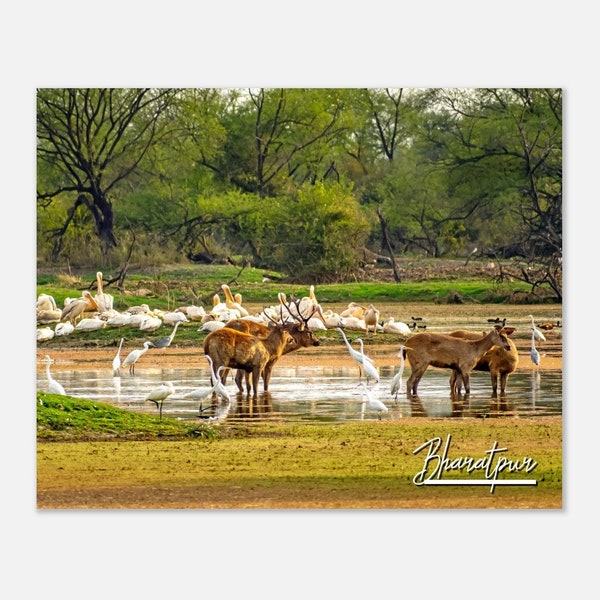 Bharatpur Nepal Travel Poster Wall Art | Bharatpur Bird Sanctuary Home Decor | Bharatpur Deers and Birds Print | Bharatpur Horizontal  Photo