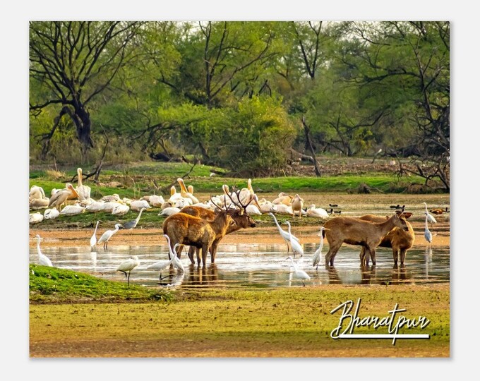 Bharatpur Nepal Travel Poster Wall Art | Bharatpur Bird Sanctuary Home Decor | Bharatpur Deers and Birds Print | Bharatpur Horizontal  Photo