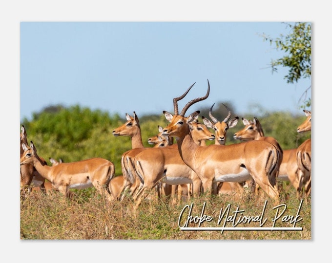 Chobe National Park Botswana Poster Wall Art | Chobe National Park Home Decor | Chobe National Park Print | Chobe National Park Travel Photo