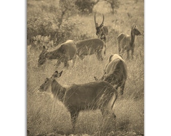 Safari Poster Vintage Print | Retro Nairobi Safari Sepia Photo Gift | Kenya Safari Wall Art Home Decor Vertical Safari Travel Souvenir Print