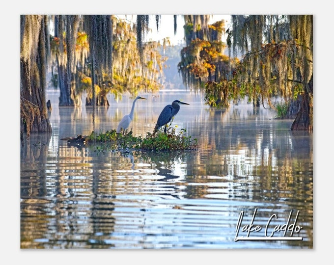 Lake Caddo Lafayette Travel Poster Wall Art | Lake Caddo Swamps Home Decor | Lake Caddo Birds Print | Lake Caddo Horizontal Hangings Photo