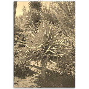 Kap Verde Poster Vintage Print | Retro Kaktus Pflanzen Park Sepia Foto Geschenk | Kap Verde Wand Kunst Wohnkultur | Vertikale Kap Verde Foto