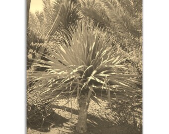 Cape Verde Cactus Park Print: Sepia Vintage Photo Poster