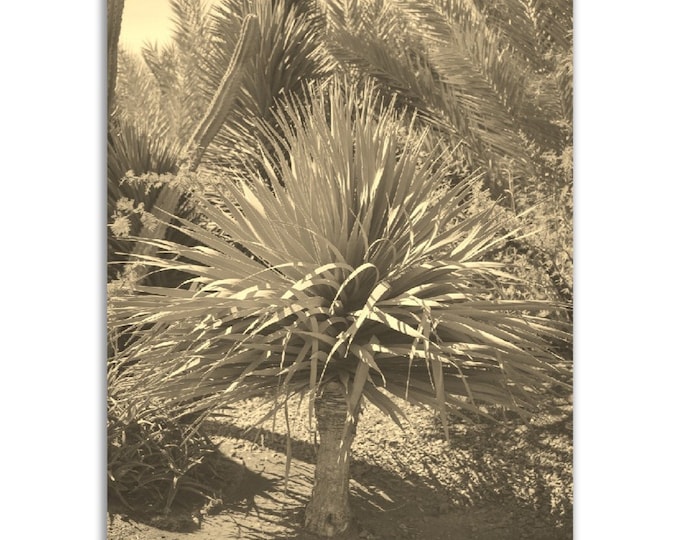 Cape Verde Poster Vintage Print | Retro Cactus Plants Park Sepia Photo Gift | Cape Verde Wall Art Home Decor | Vertical Cape Verde Photo