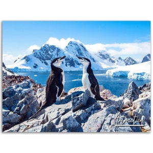 Penguin Poster Print Antarctica Wall Art Decor | Emperor Penguin Photo Nursery Decoration | Nature Animal Gift | Horizontal Photography