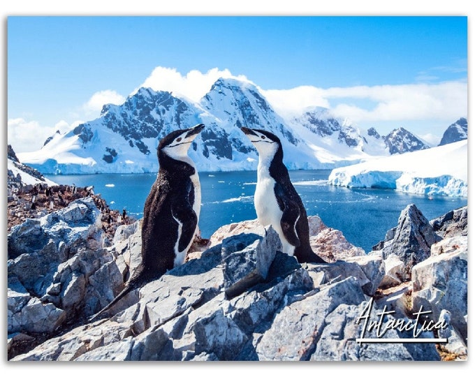 Penguin Poster Print Antarctica Wall Art Decor | Emperor Penguin Photo Nursery Decoration | Nature Animal Gift | Horizontal Photography