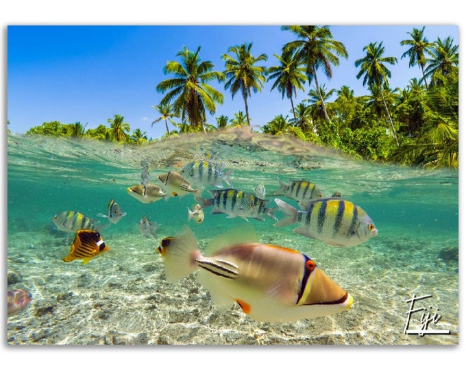 Fiji Poster Print Fish Wall Art | Tropical Beach Home Decor Gift Hangings | Fiji Digital Prints Collectibles | Fiji Horizontal Travel Photo